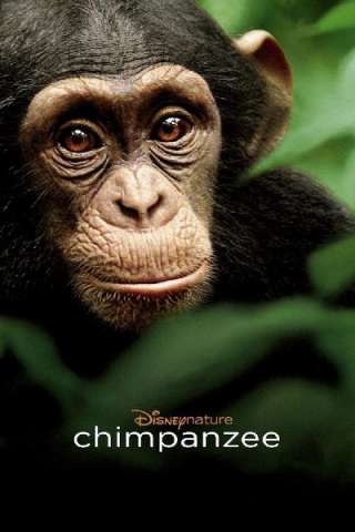 Chimpanzee streaming